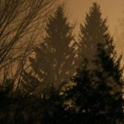 If These Trees Could Talk — What's in the Ground Belongs to You